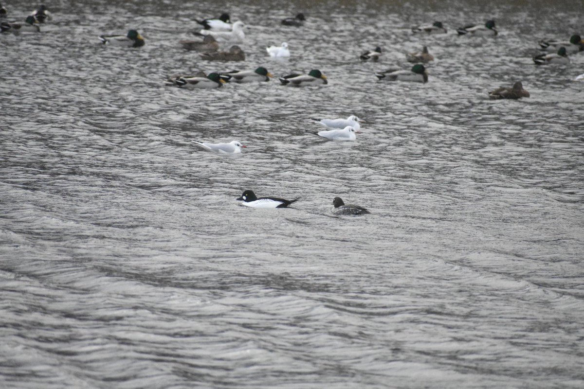 MattMarsh89's tweet photo. A walk full of water birds. https://t.co/V7qSbl6EyH