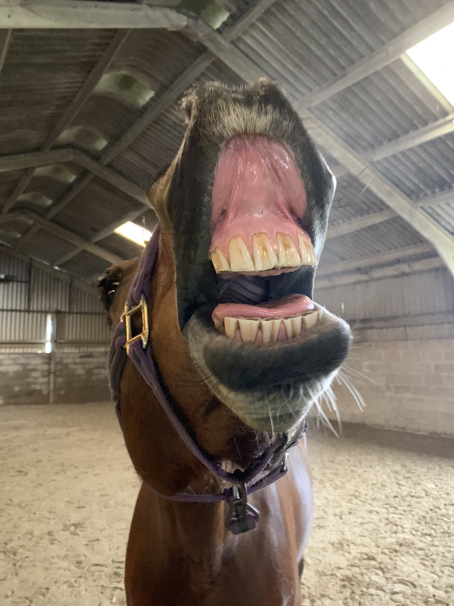 Martin197102's tweet photo. Harvey says morning all ! https://t.co/RwNazSgbRb