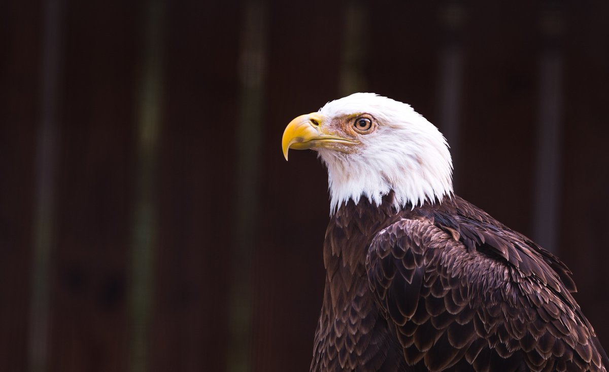 Visit St. Pete-Clearwater tweet media