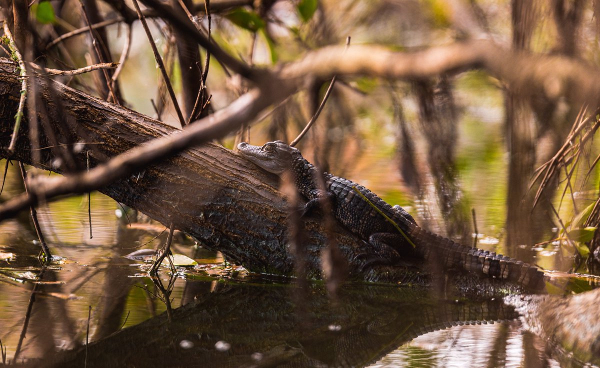 Visit St. Pete-Clearwater tweet media