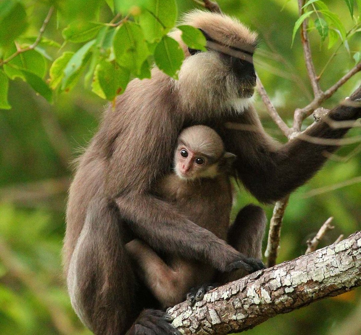 malang91749385's tweet photo. Mummy always love the younger one and such a nice animals monkey https://t.co/fFbt6rcsti
