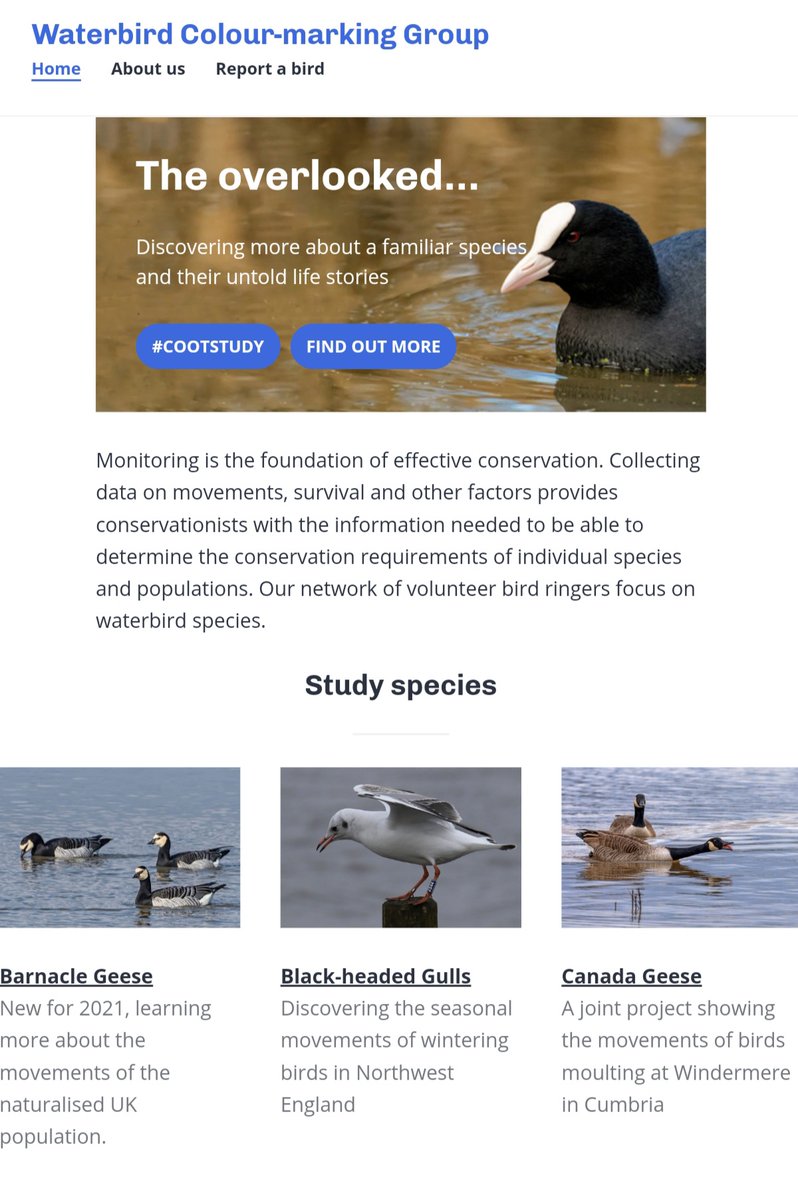 KaneBrides's tweet image. Our new website, bringing together all the #waterbird colour-marking projects our volunteer ringers, fieldworkers &amp;amp; researchers work on. Check it out at waterbirdcolourmarking.org. With thanks to everyone who contributes to our work. #BirdRinging