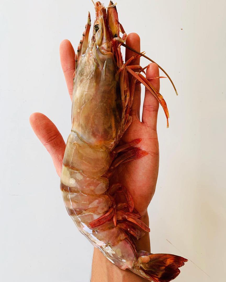 Secai Marche My サバ州からの 青いのはudang Galah と言ってローカルではbig Head Prawn と呼ばれます 赤いのはsea Tiger Prawn どちらも養殖ではなく自然のもので 新鮮で食べ応えがあります T Co B9fab8nhza Twitter