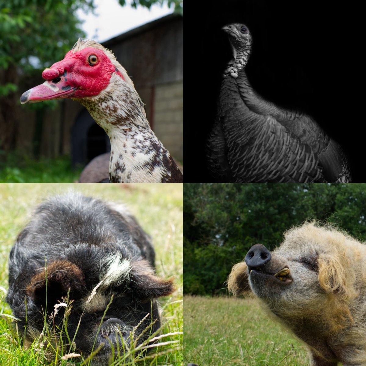 jamesgphotos's tweet image. You can donate to @DeanFarmTrust and gain the chance to win an 18x12 print of one of these beauties
Justgiving.com/fundraising/ja…