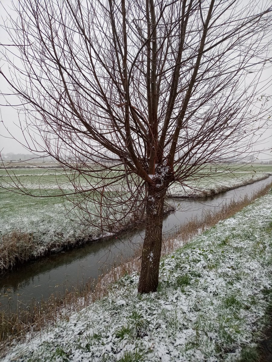 #sneeuw meer winters dan dit is het niet geworden......😙....⛄.... Geen 5cm helaas...
