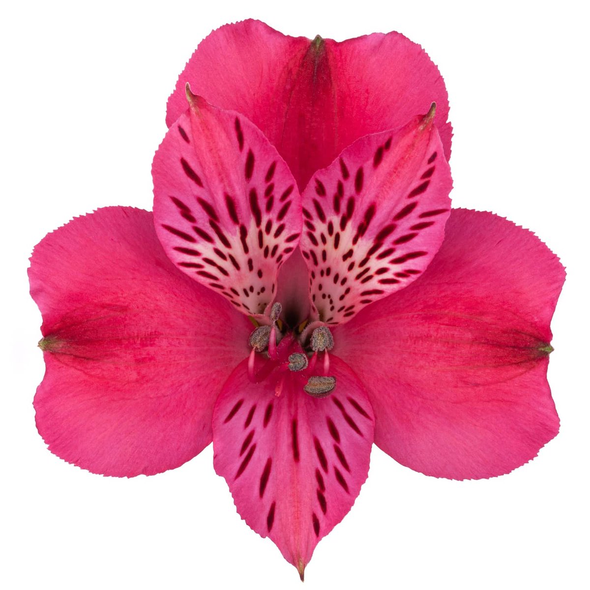 ALEGRIA is what we all need right now! #BringHomeFlowers