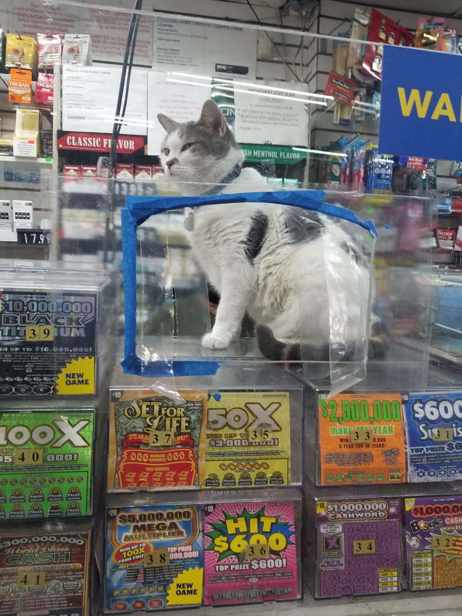 Ask me for the lucky numbers 
#bodegacats 
#MegaMillions 
#Powerball 
#YOLANDAVEGA
#NYC https://t.co/DbzooWm2I9
