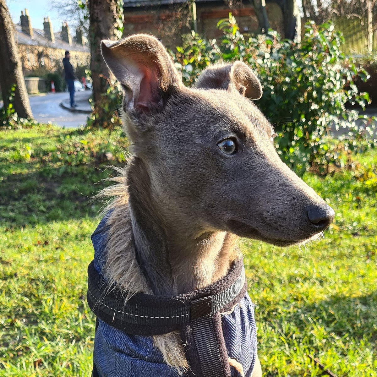 elliotsewell86's tweet photo. Wally - 16/01/21 💙 https://t.co/3E9d5yZ0bw