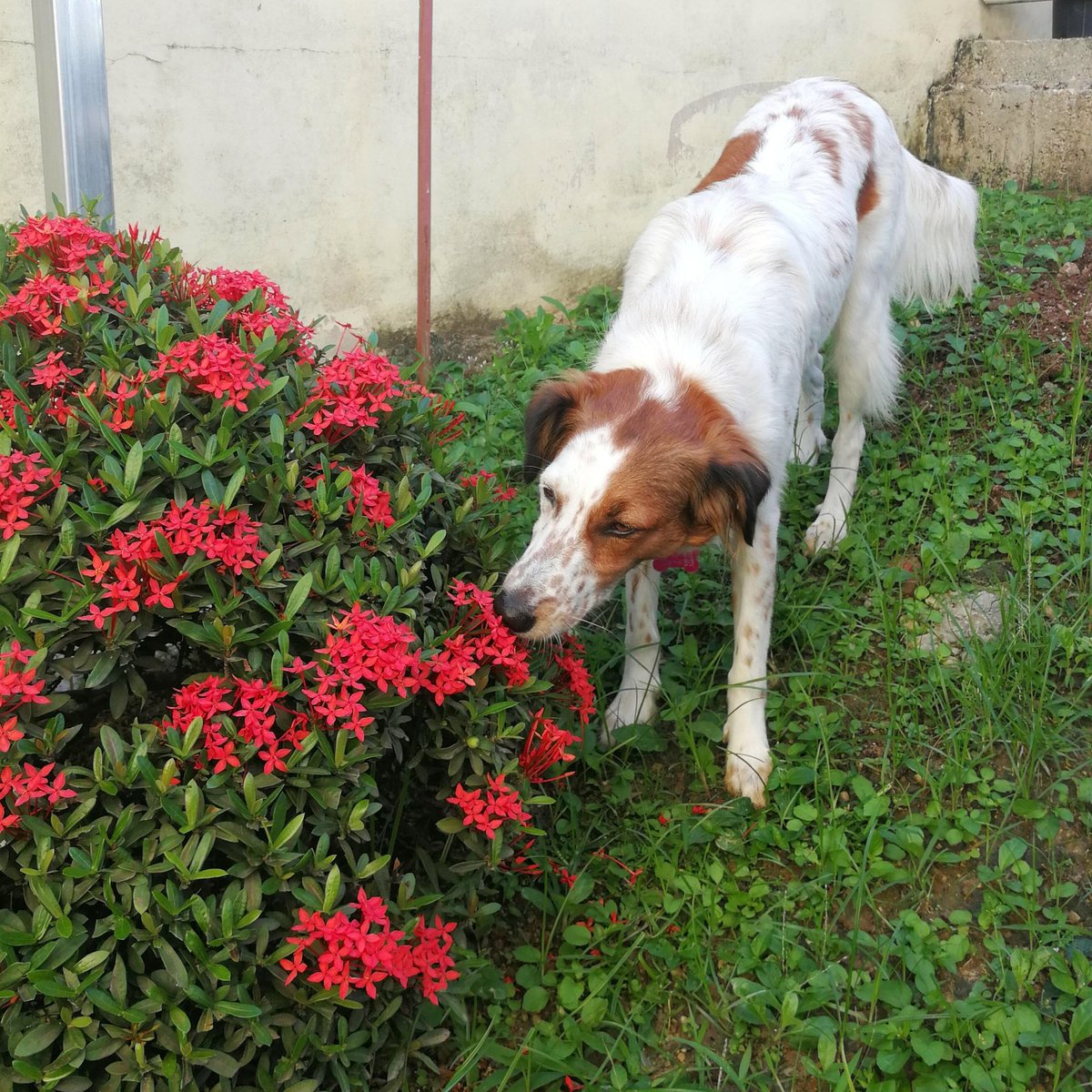 CaribbeanAccent's tweet photo. 🐕🌸😊🐾🥰 Phoebe knows what's important in life.

Her taking time to inspect (sniff) the Exora flowers is a great reminder to enjoy nature's beauty.

#flowers #exora #plant #Trinidad #Caribbean 
#AdoptDontShop #RescueDog #dogsrule #dogsarefamily #pothounds #pothoundsrule https://t.co/0s9mZpnffo