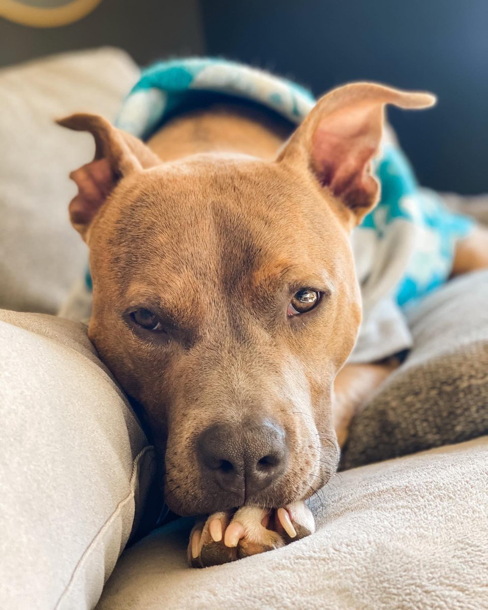 Hope Animal Rescue tweet media