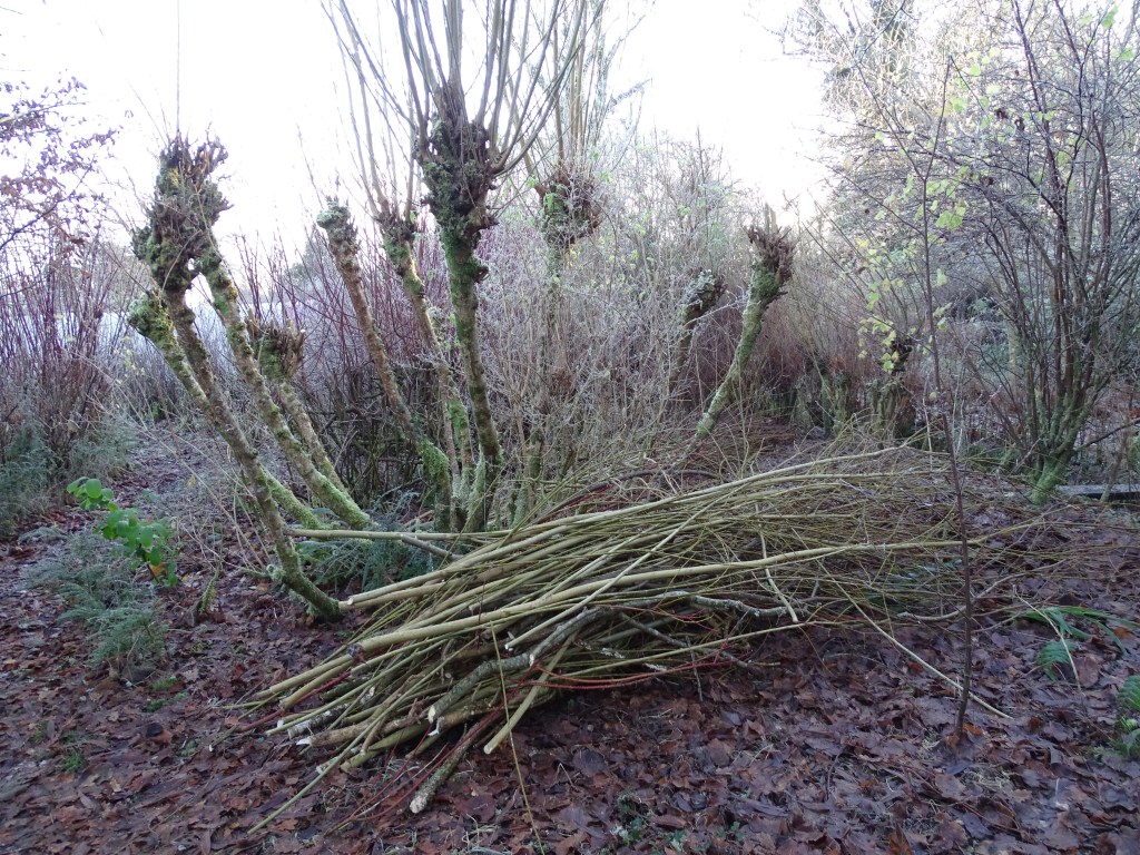 I am also aware that many of you are planting trees, turning lawns into woodlands, potting up a small tree for your balcony, starting or supporting a Community Garden...Blessings on your sacred work, Blessings on you.
