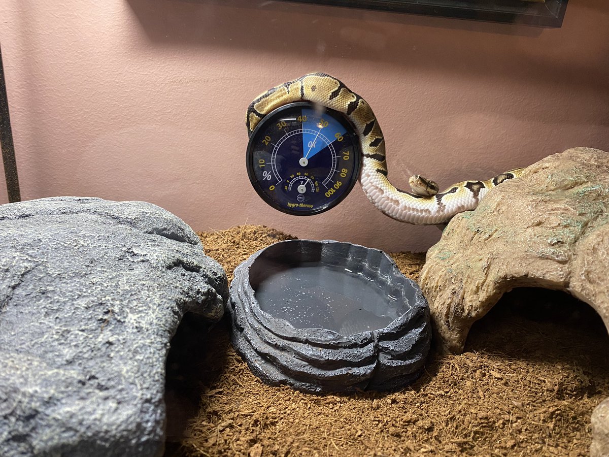 BMFurball's tweet photo. #snakecheck @GodsAuditor .... sorry @crane_charis , I know itβs not the snake you were hoping to see π .... https://t.co/11UgfEBz13
