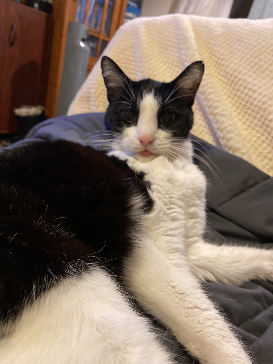 MegTheIrish's tweet photo. @Cat_Cosplay #BlepScrolling #CatsOfTwitter Here’s Jack Jack for your viewing pleasure https://t.co/brZzDeHRMt