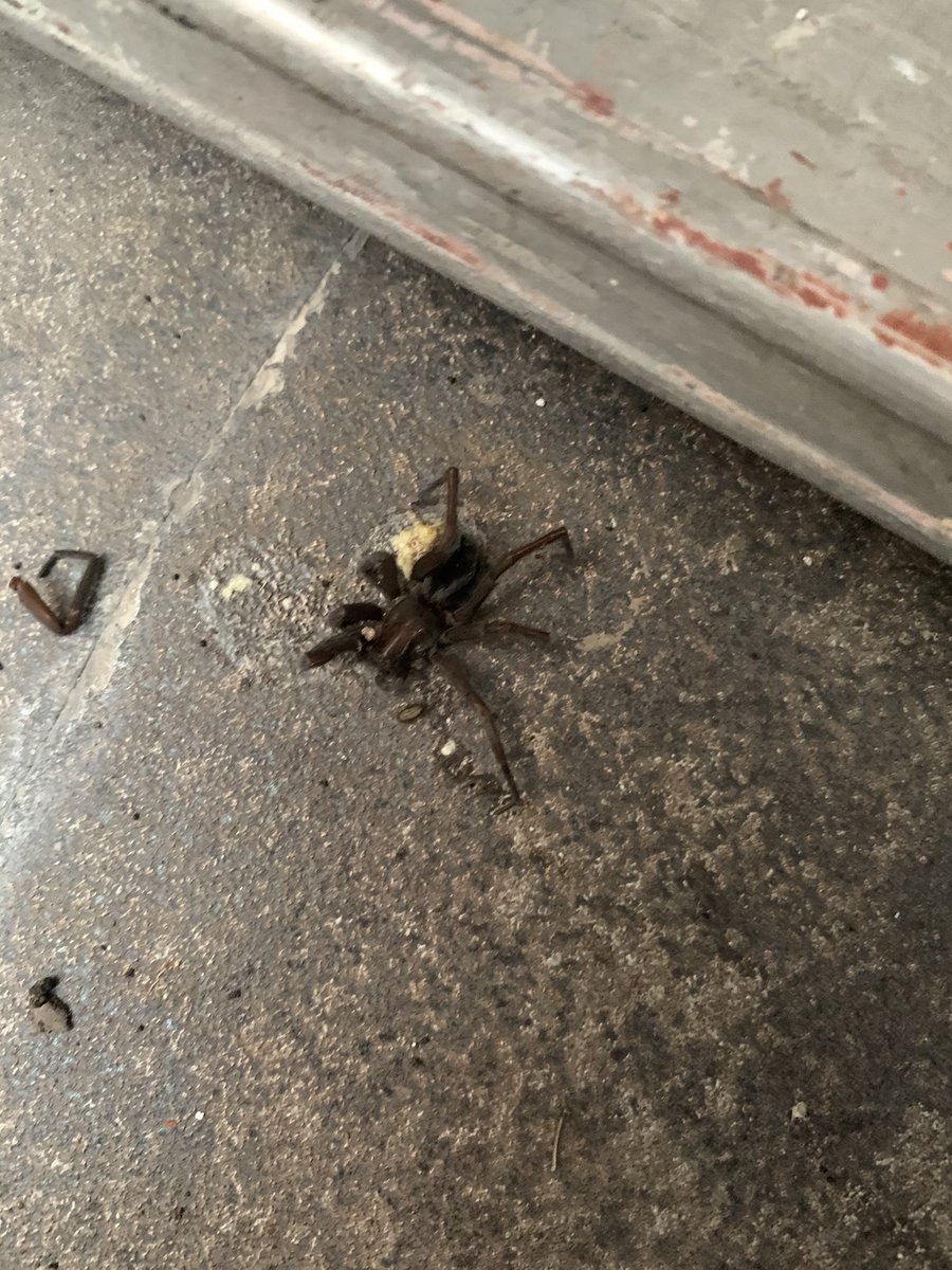 kargedu's tweet photo. @Arachno_Cosas al mover algunas cosas apareció esta araña ya muerta, en inaturalist no me identifica qué es pero quisiera saber si es de IM ya que probablemente halla otras. Estamos al sur de la Ciudad de México. Gracias! https://t.co/C684TldJmu