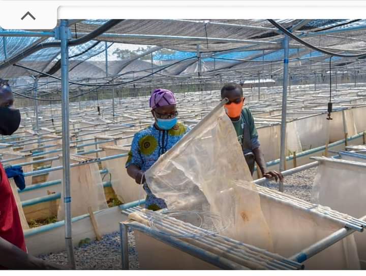 tosinsammy_s's tweet photo. #JKFatworks

Ekiti State Governor, Dr. John @kfayemi wil commission an ultra modern 5 Billion Naira Snail project with stocking capacity of 2 million snails per cycle first of its kind in Nigeria &amp; 2nd biggest snail farms in Africa. This Agric project wil attract 3000 employment. https://t.co/vKbhoD5lVG