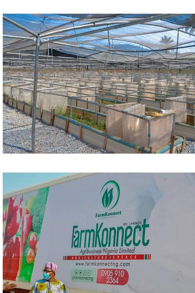 tosinsammy_s's tweet photo. #JKFatworks

Ekiti State Governor, Dr. John @kfayemi wil commission an ultra modern 5 Billion Naira Snail project with stocking capacity of 2 million snails per cycle first of its kind in Nigeria &amp; 2nd biggest snail farms in Africa. This Agric project wil attract 3000 employment. https://t.co/vKbhoD5lVG