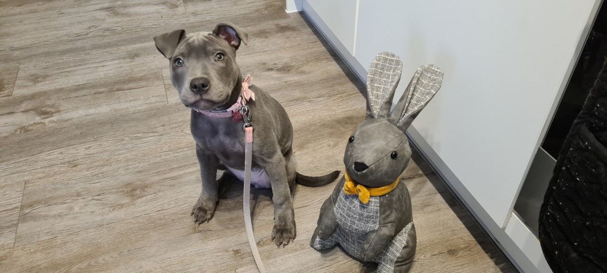 wlpdunstable's tweet photo. Arya wanted to do some training during today's pop-in visit, and even got her little mate involved. 🐶 🐕 🐾 🐇 

#Arya #Goodgirl #PopInVisit #Daycare #Doggydaycare #Dunstable #Welovepets #Welovepetsdunstable https://t.co/LWa4eYatdS