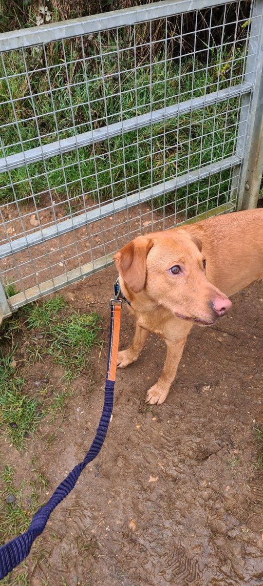 wlpdunstable's tweet photo. Hurry up Nick, there is field over there, that I haven't been to yet... 🐕 🐶 🐕 🐶 

#Arnold #Happyboy #Walkies #Dogwalking #Toddington #Dunstable #Welovepets #Welovepetsdunstable https://t.co/zcWxQz7JHn