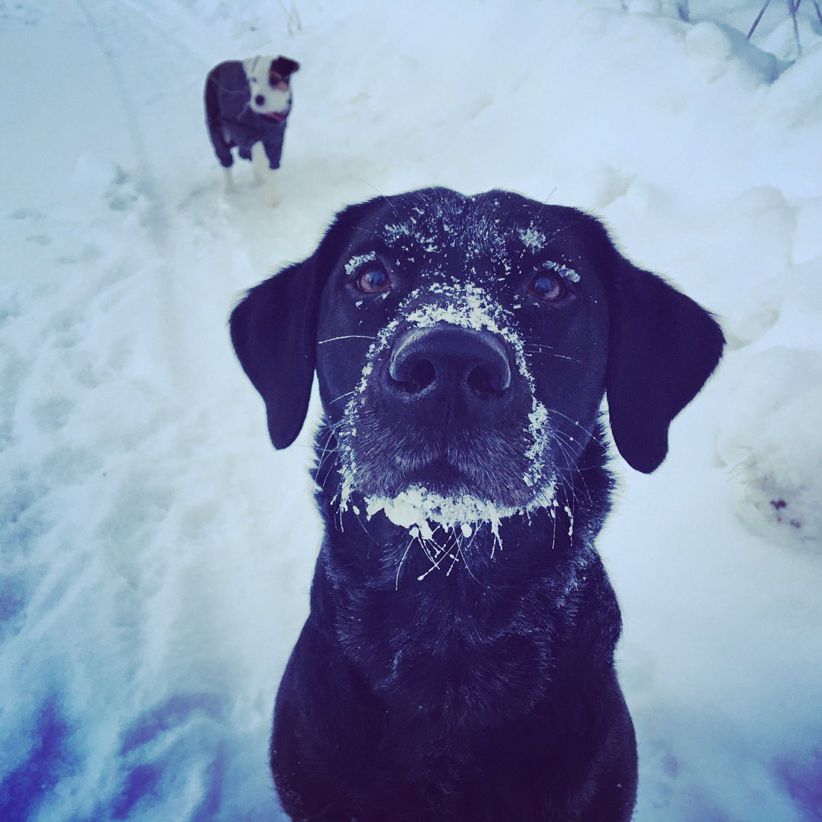 Homekoirat's tweet photo. Se on nääs talavi. ❄️
Työt jatkuu normaalisti, koronalta suojaudutaan hengityssuojainten ja desinfioinnin avulla, sekä vältetään ihmismassoja. 
Nähdään!

#talvi #koira #labrador #työ #työkoira #korona https://t.co/JJV8uEGRRq