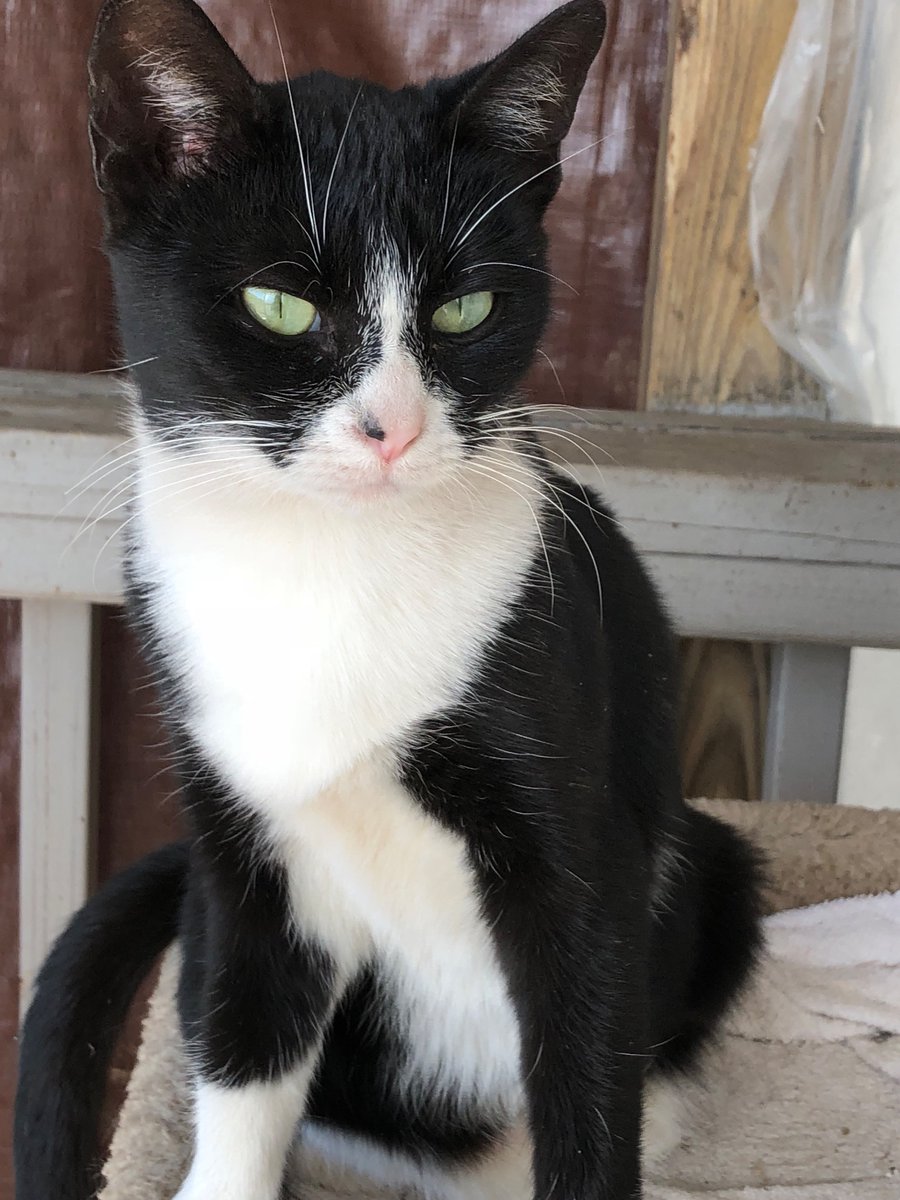 Ruthann28727639's tweet photo. Oreo is looking for a home or foster. She is a survivor ,and she carried 5 babies here in the rain 4 months ago. She is so loving and she is a boss cat around here. https://t.co/LVOZeYrf62