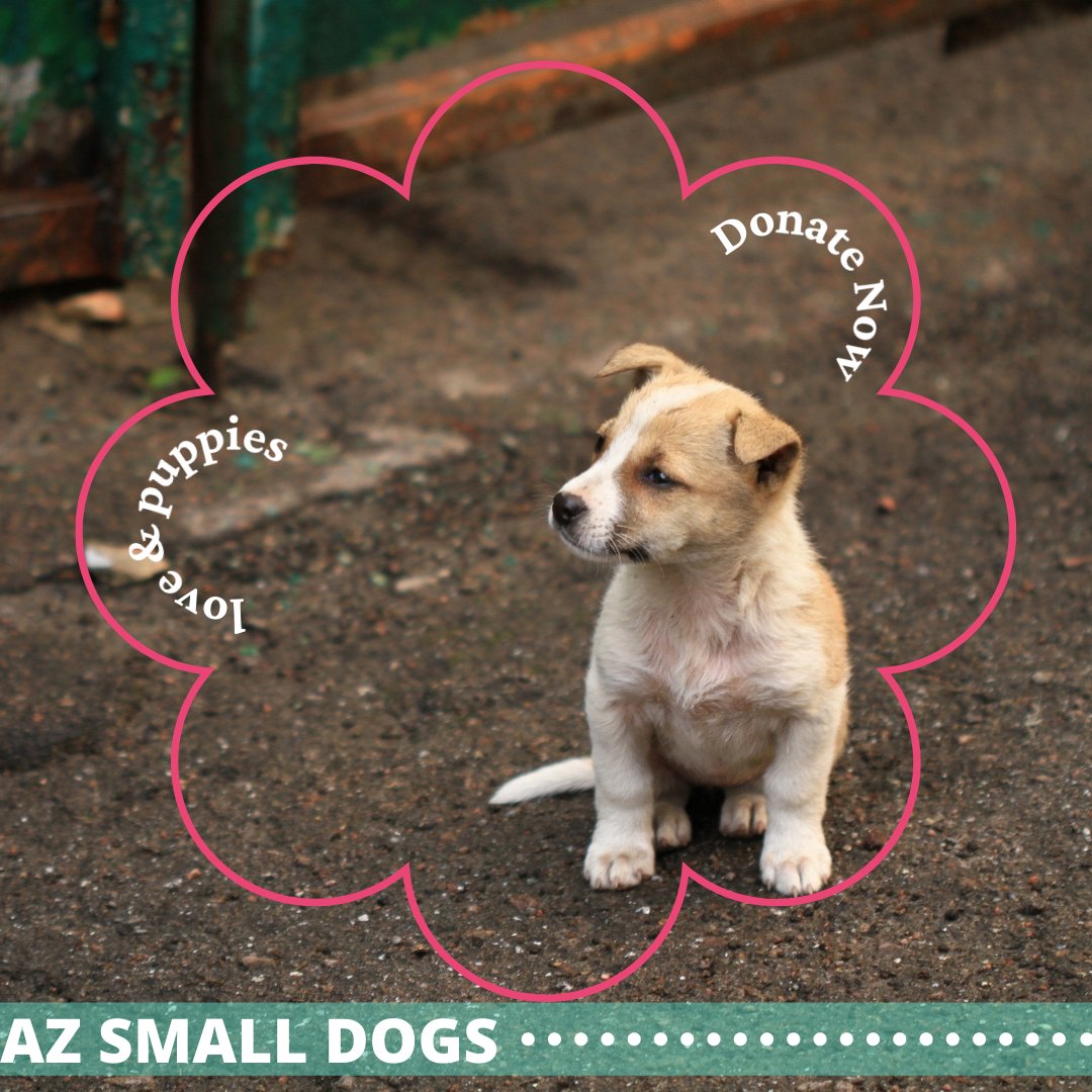 Arizona Small Dog Rescue on Twitter: Arizona Small Dog Rescue on Twitter: