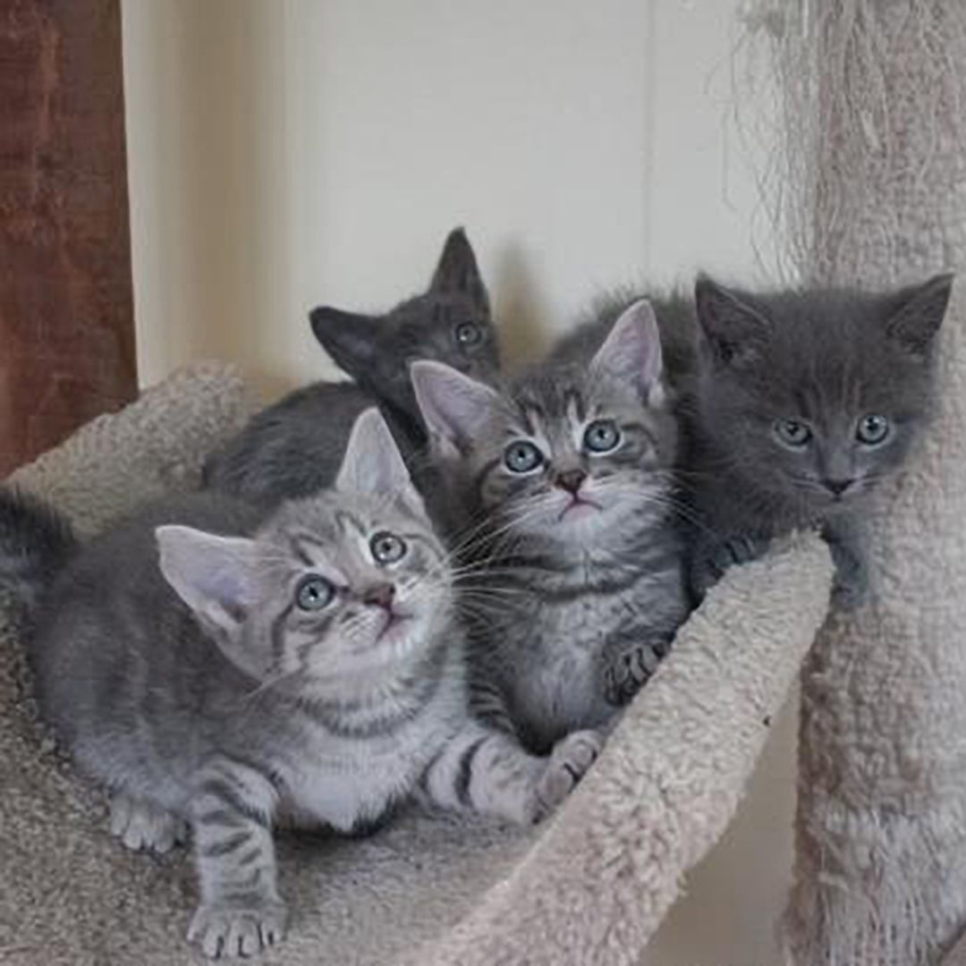 LSA_Tweets's tweet photo. Brianne, @_briannemartin, has been fostering with the Enfield Community Cat Project for about two months. 

(📸  @sweetsunshinekittens via Instagram) https://t.co/3WCLmPXrIQ
