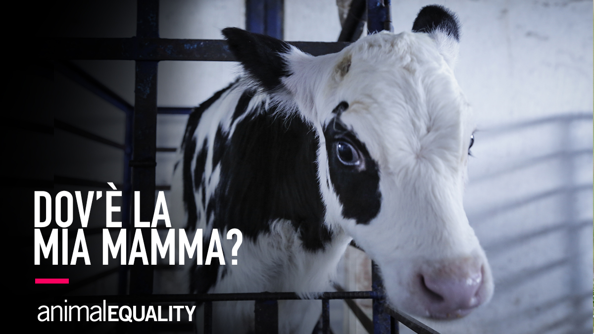 AE_Italia's tweet photo. Mamme e vitelli devono poter stare insieme.

Aiutaci a renderlo possibile, scegli di tenere la sofferenza di mucche e vitelli fuori dalla tua alimentazione, provando le alternative vegetali al latte e derivati.

Visita ora  https://t.co/MAeXWh3BMv https://t.co/gUqWagV8b5