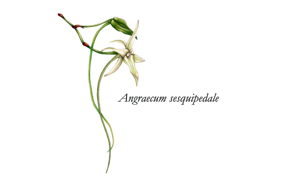 A historical tidbit that demonstrates the predictive power of evolution — in 1862, a botanist sent Charles Darwin a beautiful & rare orchid from Madagascar (Angraecum sesquipedale) with an unusually long spur. "Good Heavens," Darwin wrote, "What insect can suck it?"
