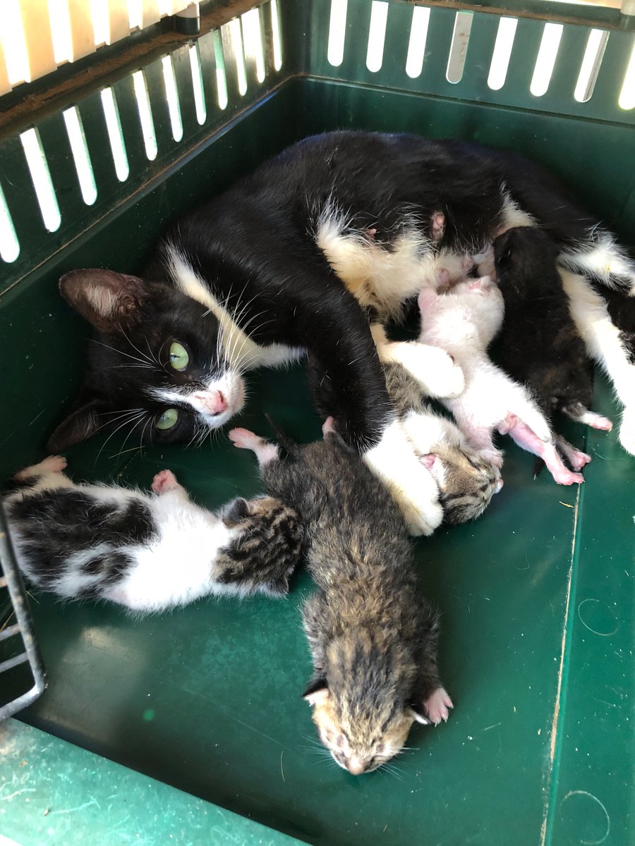Ruthann28727639's tweet photo. Oreo is looking for a home or foster. She is a survivor ,and she carried 5 babies here in the rain 4 months ago. She is so loving and she is a boss cat around here. https://t.co/LVOZeYrf62