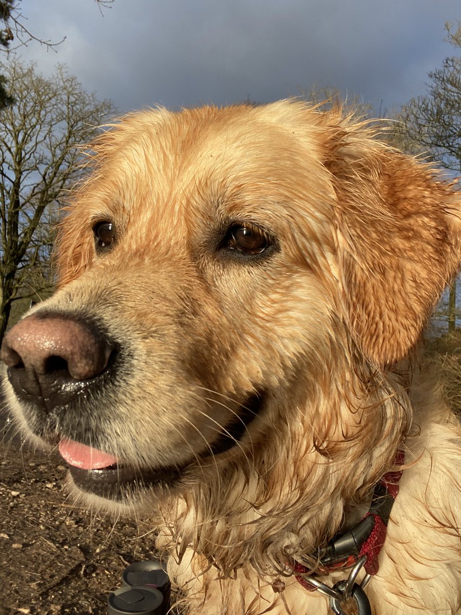 LauraJPeach's tweet photo. The only aspect of normality at the moment 🐶🏞 https://t.co/PyHi9T03vH
