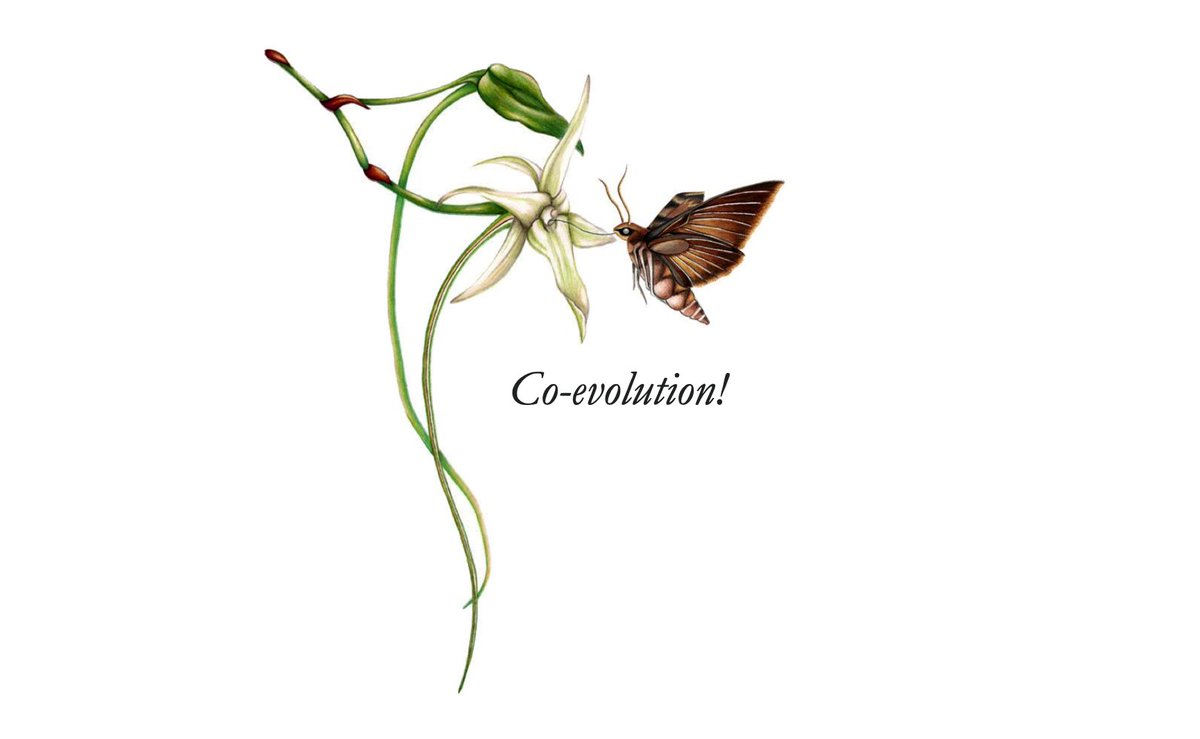 More than 130 years later, Wasserthal and colleagues published reports and photographs of the actual pollination process, which played out much like Darwin envisioned.