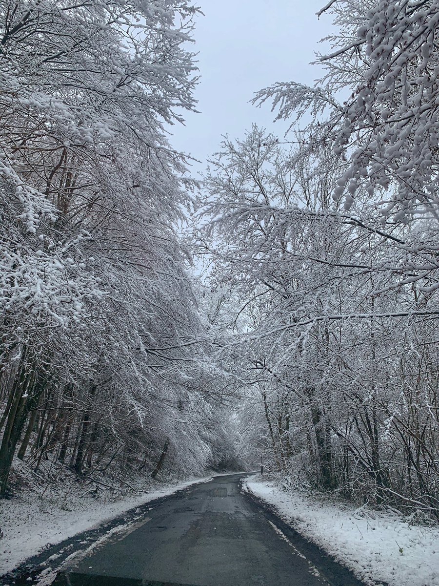 LaurensSoenen's tweet photo. ❄️ On a day like this, you might spot a polar bear in Belgium. https://t.co/8atIbgqJkl