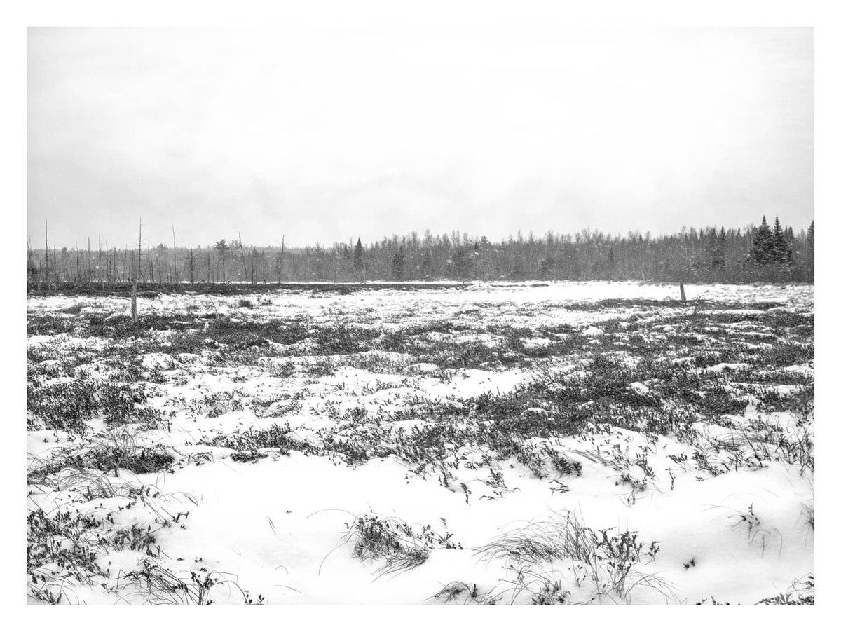 Jeandron's tweet photo. A mid-afternoon snowstorm on an urban wetland.
(Intrepid 4x5 mk3, Fujinon 150mm 5.6, f16 1/125s Ilford HP5+
#filmphotography #explorenb #filmisnotdead #filmsupplyclub #filmcommunity #monochrome #bnw_planet_2020 #nbalways #mycbcnb #agameoftones #bnw_captures #bw_photooftheday https://t.co/yBLT41msGk