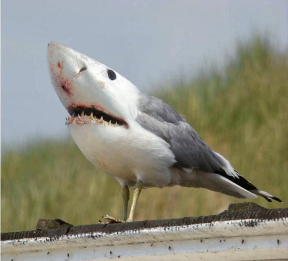 #3. ShardA tiny bird with a shark jaw, can fly and maul you anywhere you are.