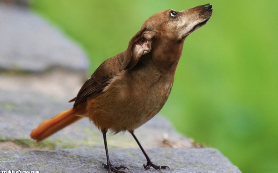 #5. DirdDird is the official name of this creature, according to Know Your Meme. It’s adorable as heck.