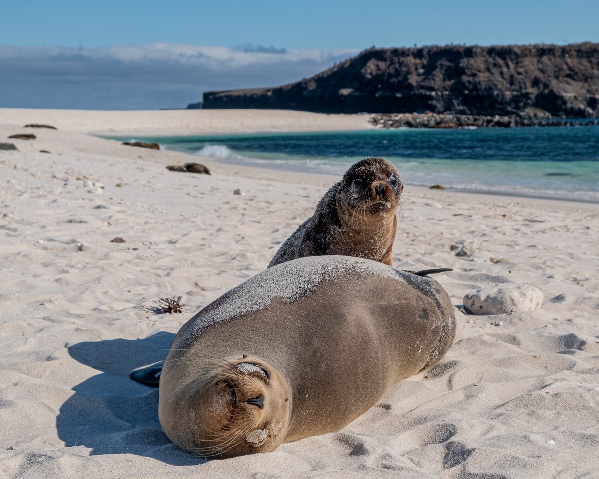 arnezphoto's tweet photo. One can spend hours observing the sea lions pups. This sanctuary must be preserved. Go to https://t.co/PGT5RyM0iP and sign the petition to expand the Marine Reserve! #yoestoycongalapagos #masgalapagos #galapagos #ecuador #sealion #arnezphoto #arneztravelling #circlepacific https://t.co/dMQi6t4zc5