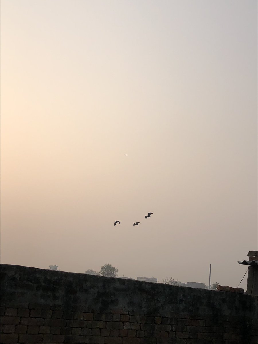 nisharai_ggc's tweet photo. @vikranttongad @prchandna Waah ye nahi dekha next trip mien pond bhi dekhna hoga .. This village has amazing #birds in the natural #communityFarms .. yesterday met with 20 plus variety of birds flying like family here .. @vivekramkaran @NatNeighbour @twt_ashish join for #birding #photography & desi food https://t.co/LuVG84BQN9
