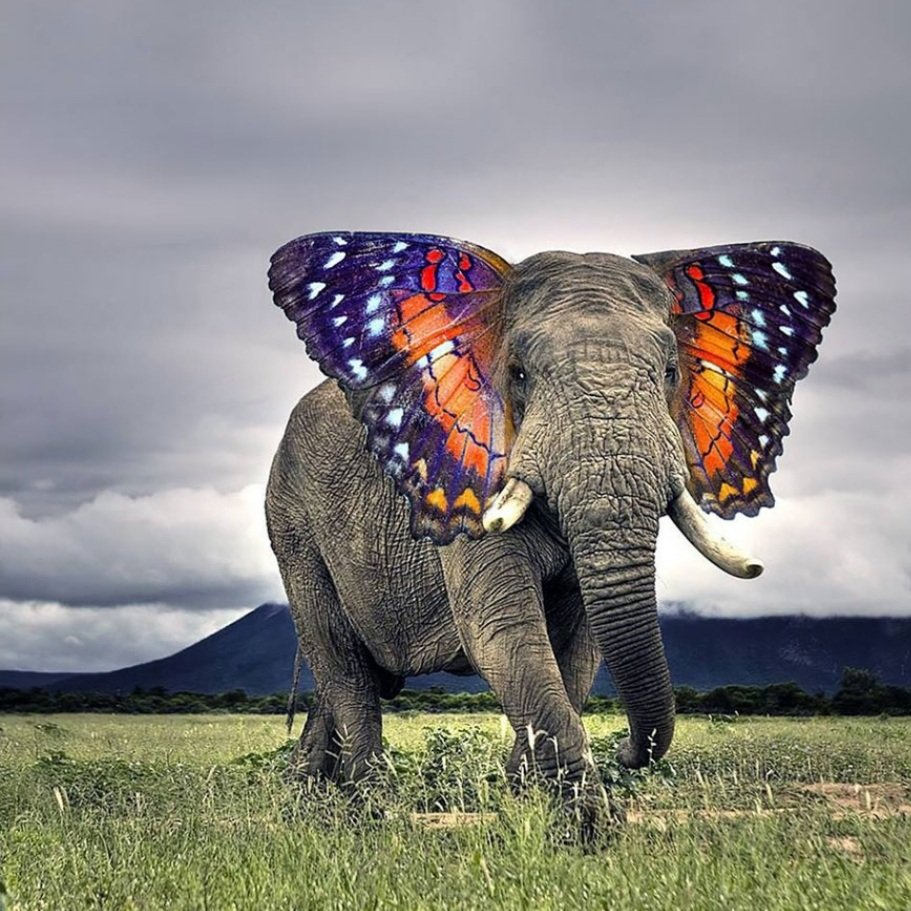 #6. ButterphantThe majestic beast with iridescent butterfly wings for ears? Sign me up for a trip to their planet.