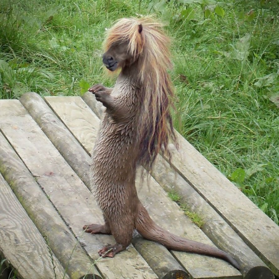 #9. Hairy PotterA hairy pony + otter. Will destroy your horcruxes and steal your fish.