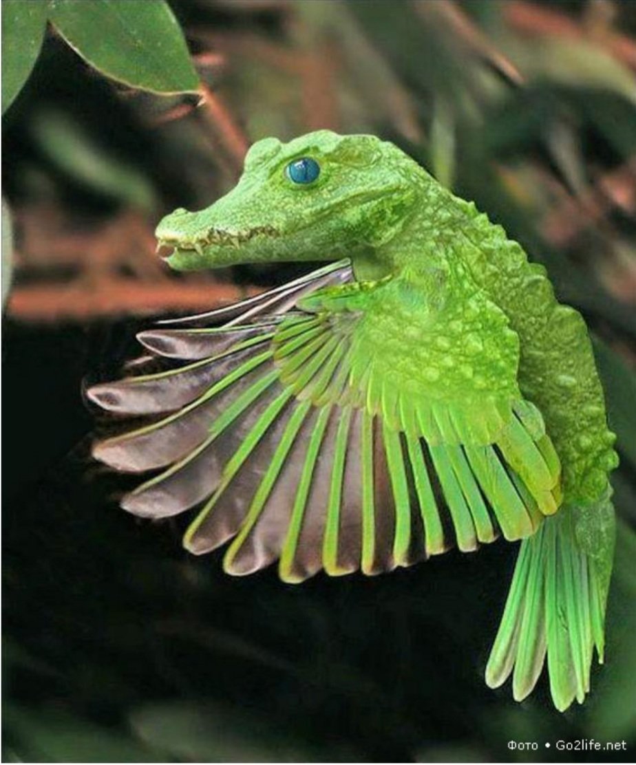 #11. ParrodileA beautiful green parrodile. Parrot body and crocodile head. Every other bird who cares about its eggs, is happy that the parrodile is not a real thing.