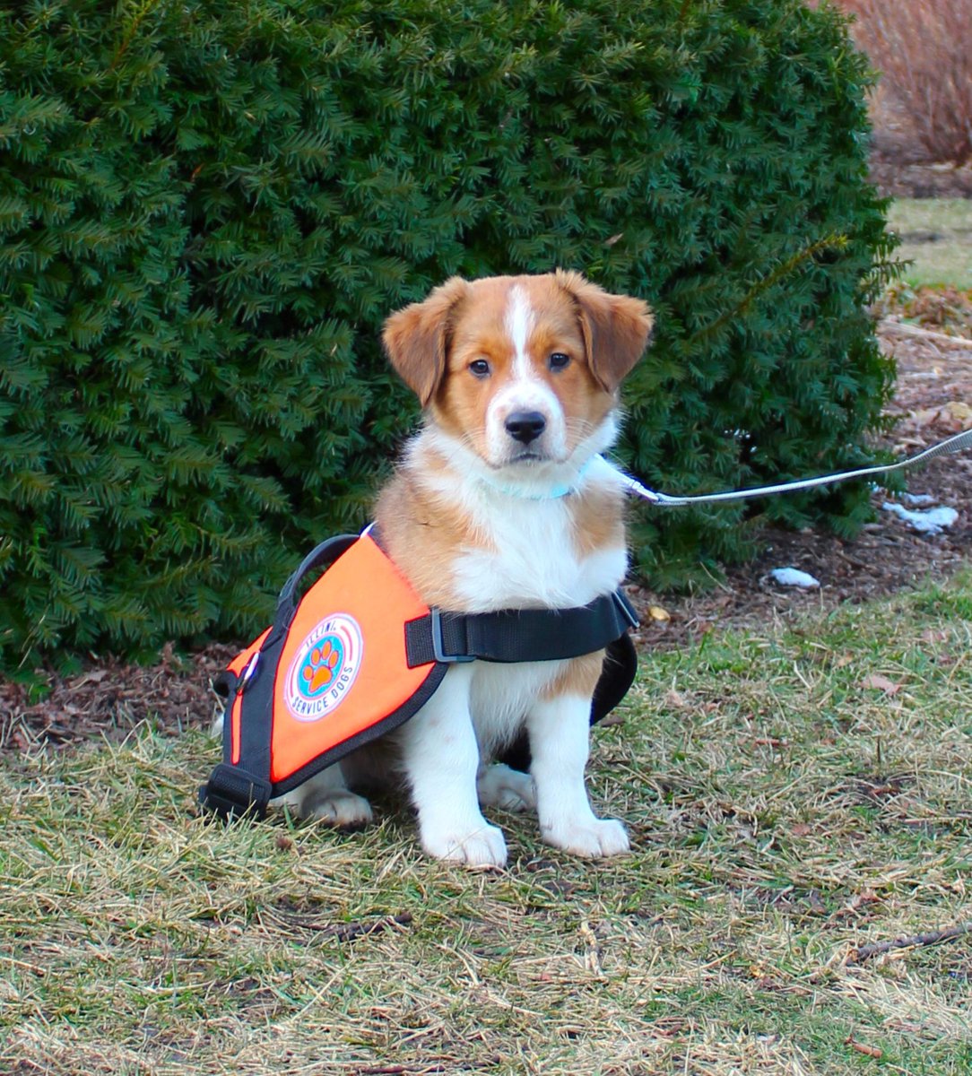 AntiCruelty's tweet image. This week, Oakley was adopted into the @Illinidogs family! ISD saw great potential in this darling pup and said that he had all of the qualities they were looking for in a potential service dog. 

Congratulations, Oakley! One day that vest will fit like a glove
