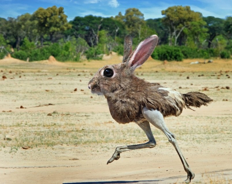 #13. OstrabbitCutest animal that can kick a lion to death with those ostrich legs. Finally the rabbit gets some defense mechanism.