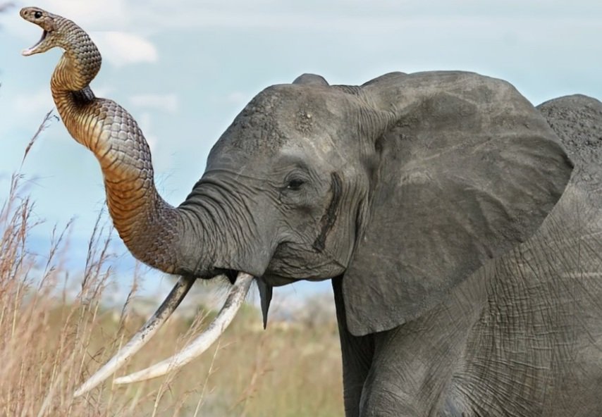 #15. ElesnakeImagine a gigantic elephant with a thick nope rope for the trunk. It would be able to create a unique sound by mixing trumpeting and hissing. *shudders*