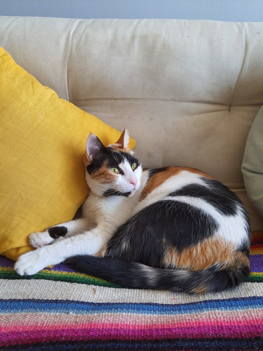 luzmartinez_'s tweet photo. Ayuda! Se extravió mi gatita en el sector de Plaza Ñuñoa. Por favor si alguien la ve avisar!!! Se llama Mía. Urgenteeee #PlazaÑuñoa #Ñuñoa #animalesextraviados https://t.co/gajztaARlv
