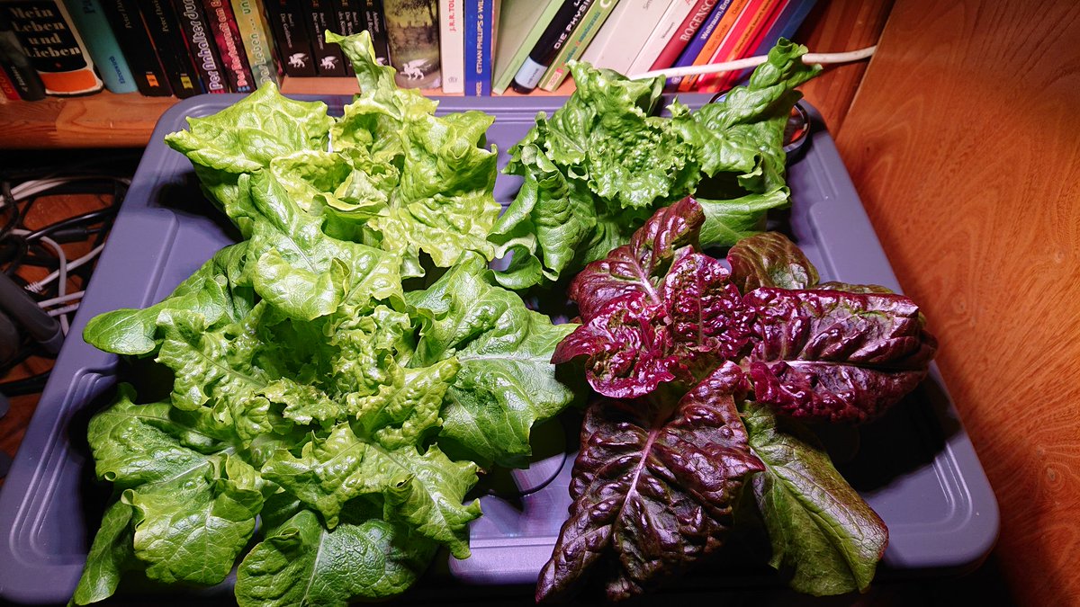 htcsonne's tweet image. Growing lettuce indoors without soil. 2 - 4 - 6 weeks, Itadakimasu! #Hydroponics #kratkymethod