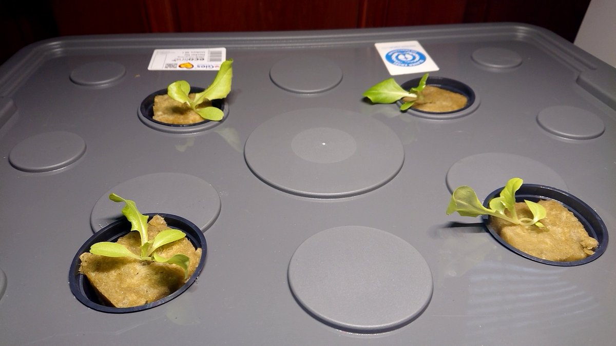 htcsonne's tweet image. Growing lettuce indoors without soil. 2 - 4 - 6 weeks, Itadakimasu! #Hydroponics #kratkymethod
