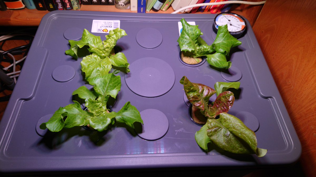 htcsonne's tweet image. Growing lettuce indoors without soil. 2 - 4 - 6 weeks, Itadakimasu! #Hydroponics #kratkymethod