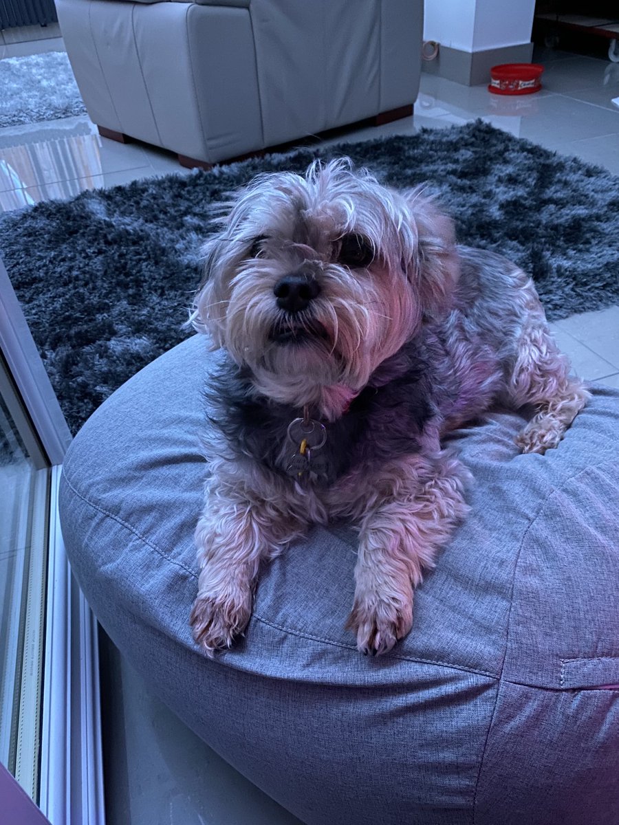PaulaFeetam's tweet photo. My baby chilling on her puffy 🐶💕 https://t.co/TSSHxIENUZ