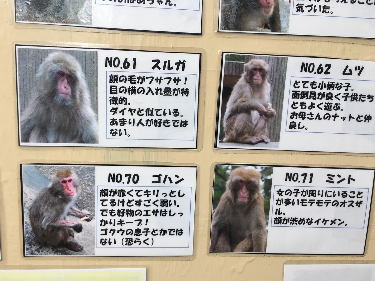 ZOOライダーστο X: 