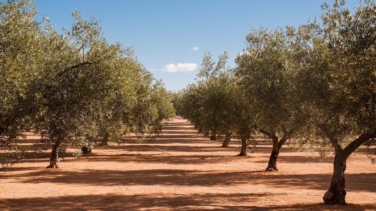 FilmoRetrats's tweet photo. 🎬Sabies que una olivera no només és un arbre? És una història centenària d'arrelament i amor al territori. Hi ha films que traslladen històries amb tanta pell que documenten la realitat des de la més bella ficció, com El Olivo de @Iciar_bodarosa. 
#FilmoRetrats https://t.co/ZF5RCQqQEq